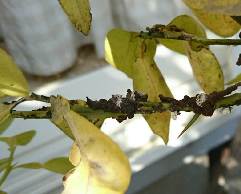 コチニール色素 ペロの生活