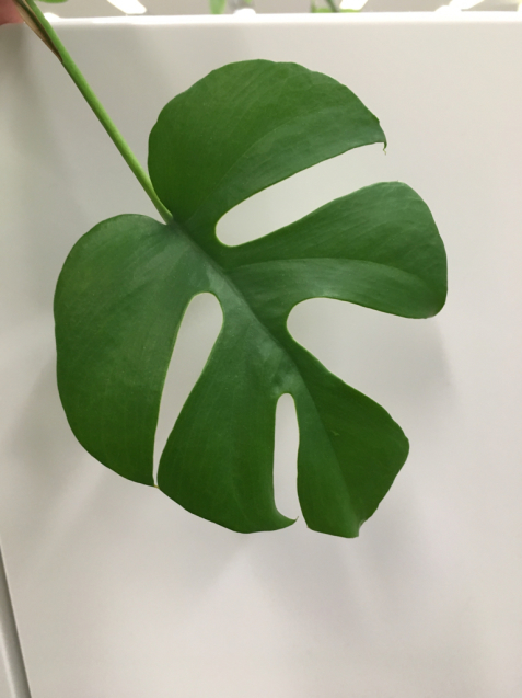 模様 図柄 葉っぱ 皿 皿 碗 碗 週末陶芸