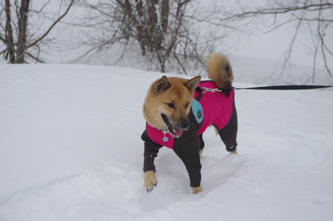 【桃旅 #016】愛犬と一緒にスノートレッキング旅行！@福島県_c0364176_12274325.jpg