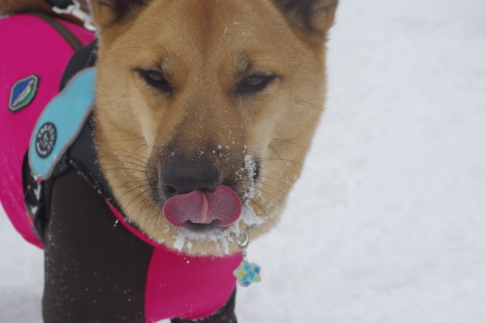 【桃旅 #016】愛犬と一緒にスノートレッキング旅行！@福島県_c0364176_12400558.jpg