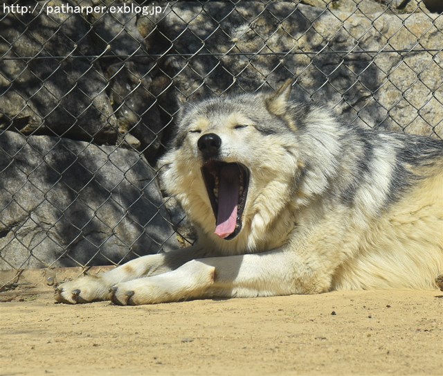 ２０１７年３月　とくしま動物園　その２_a0052986_7165716.jpg