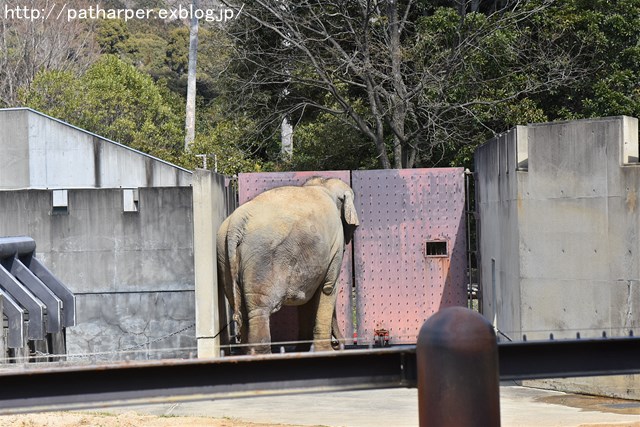 ２０１７年３月　とくしま動物園　その２_a0052986_7182860.jpg