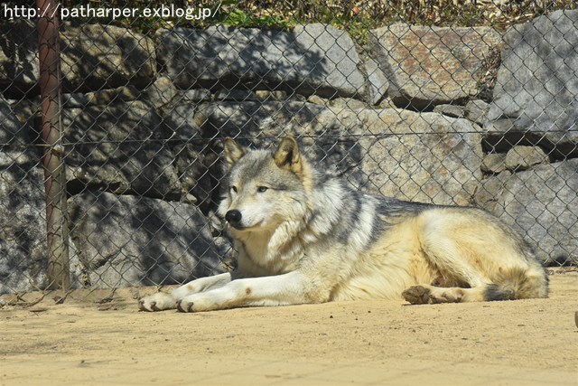 ２０１７年３月　とくしま動物園　その２_a0052986_71868.jpg