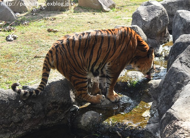 ２０１７年３月　とくしま動物園　その２_a0052986_7202874.jpg