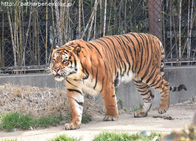 ２０１７年３月　とくしま動物園　その２_a0052986_7204722.jpg