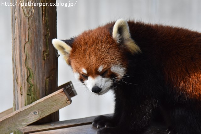 ２０１７年３月　とくしま動物園　その２_a0052986_726343.jpg