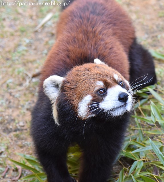 ２０１７年３月　とくしま動物園　その２_a0052986_7364317.jpg