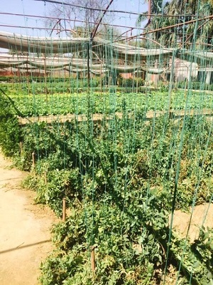 c0338191_00265940.jpg