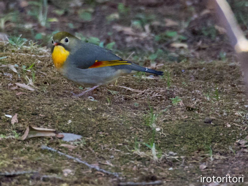 お久しぶり〜！！　（ソウシチョウ）　　2017/03/16_d0146592_22352878.jpg