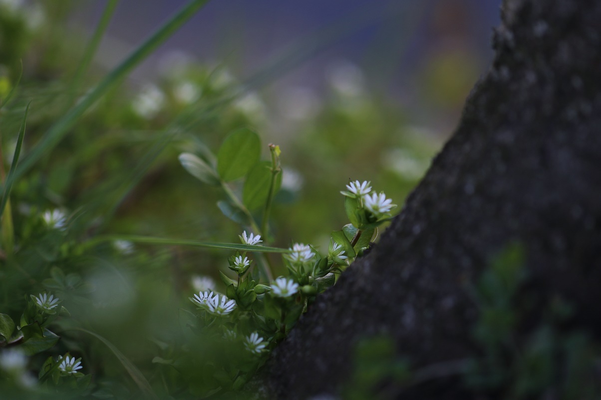 足元の春　　　　　≪　　　散歩道の草花たち　　　≫_a0140000_13022670.jpg