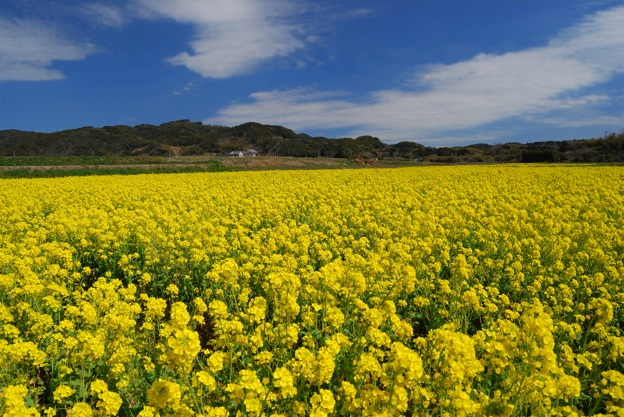 南房総市 菜の花いろいろ 小さな風景への想い 南房総市 菜の花いろいろ 小さな風景への想い