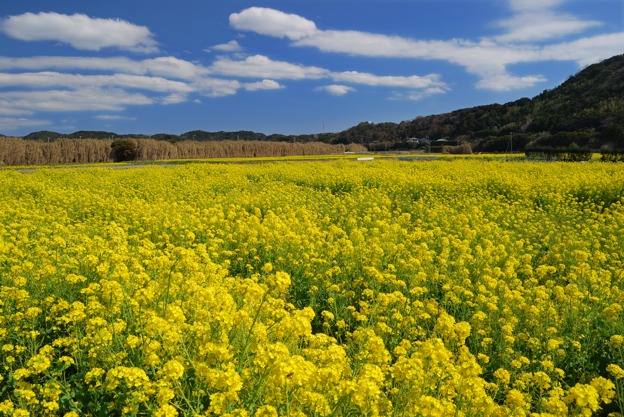 南房総市 菜の花いろいろ 小さな風景への想い 南房総市 菜の花いろいろ 小さな風景への想い