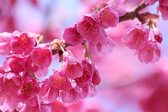 自然教育園のユキワリイチゲと、途中の公園の花_e0255509_2133297.jpg