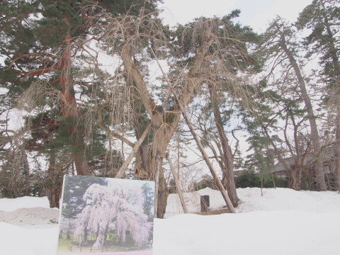 マンサクの花:弘前公園*2017.03.16_b0147224_1732440.jpg