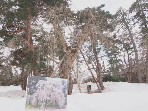 マンサクの花：弘前公園*2017.03.16_b0147224_1732440.jpg