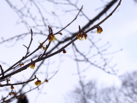 マンサクの花:弘前公園*2017.03.16_b0147224_17434574.jpg