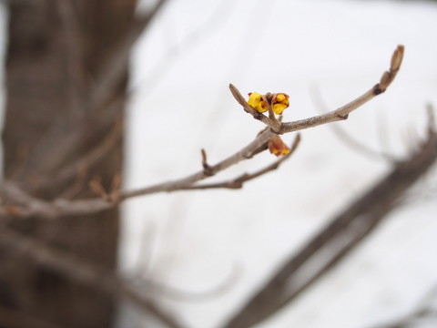 マンサクの花:弘前公園*2017.03.16_b0147224_17445229.jpg