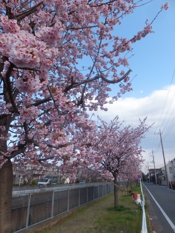 安行桜が満開！！ そして衣替え_f0144724_10025261.jpg