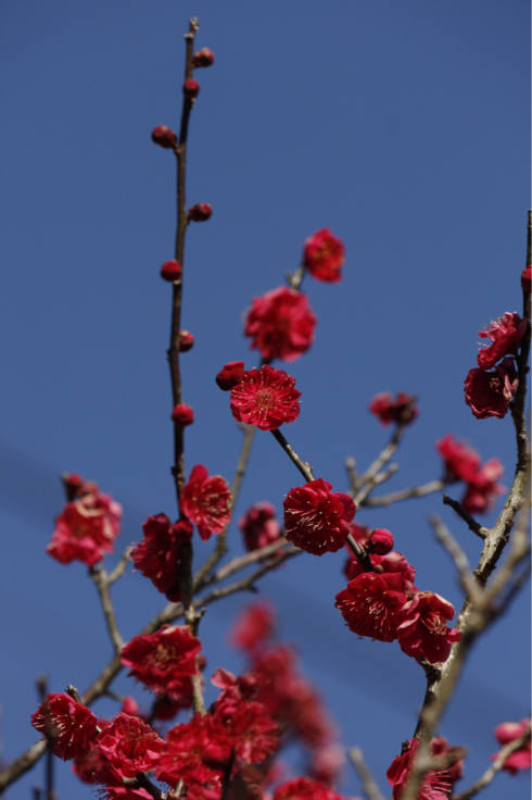 青い空と梅の花_d0237331_14022329.jpg