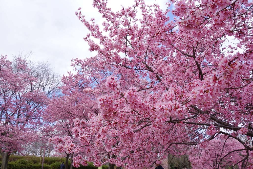 鶴見緑地のオカメザクラ@2017-03-17_d0250840_21315228.jpg