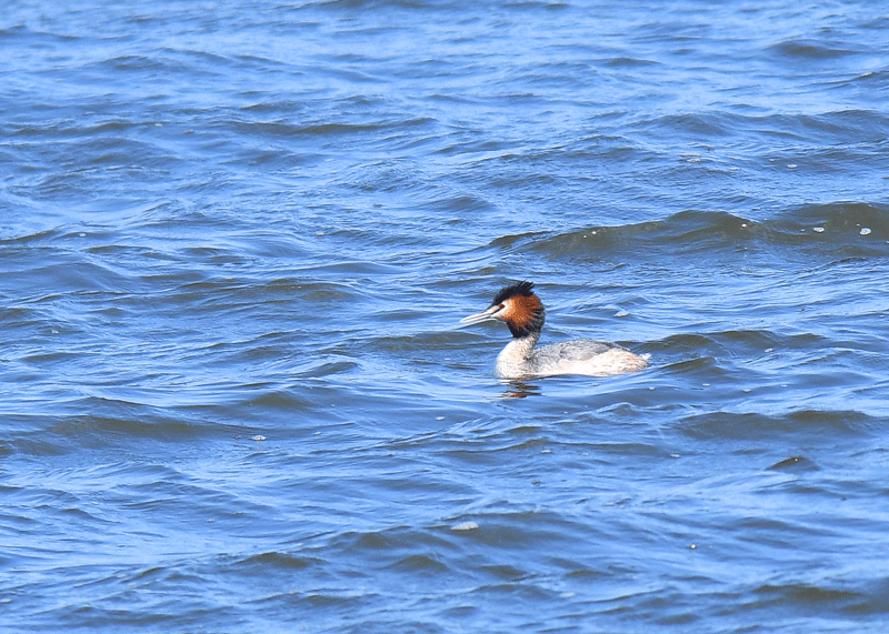 d0290240_16352141.gif