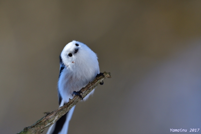 人気の理由は シマエナガ 野鳥のさえずり 山犬のぼやき