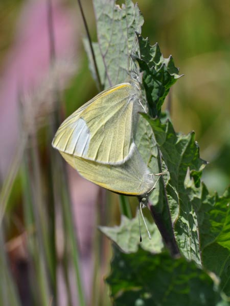 c0045352_755158.jpg