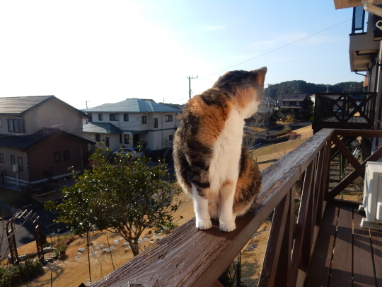 ’17,3,17(金)散歩で7か月のレナちゃんに会ったYO!_f0060461_09172895.jpg