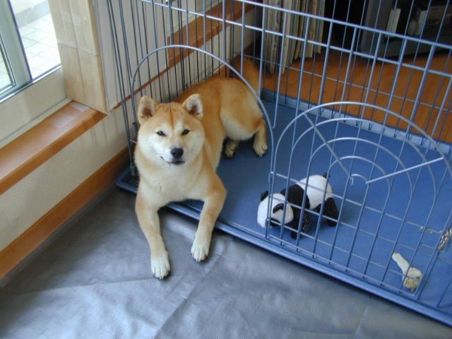 ’17,3,17(金)散歩で7か月のレナちゃんに会ったYO!_f0060461_09411507.jpg