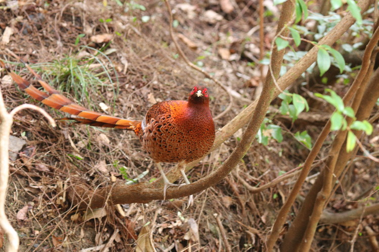 アカヤマドリ_d0338778_14012053.jpg