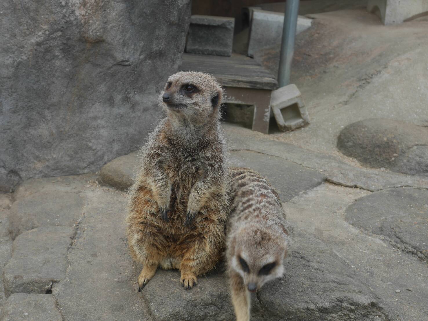 福山市立動物園(ФωФ)_f0371490_00414159.jpg