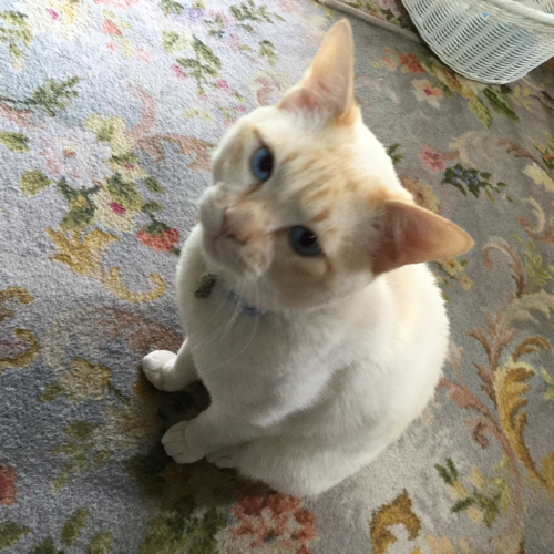 シロちゃん_e0358096_18381642.jpg