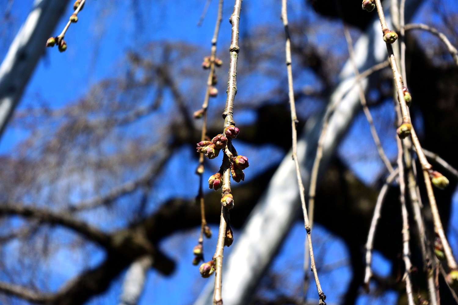 若樫の百滝桜_e0362696_16304858.jpg