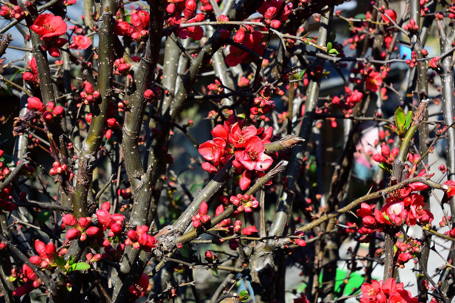 若樫の百滝桜_e0362696_16305556.jpg