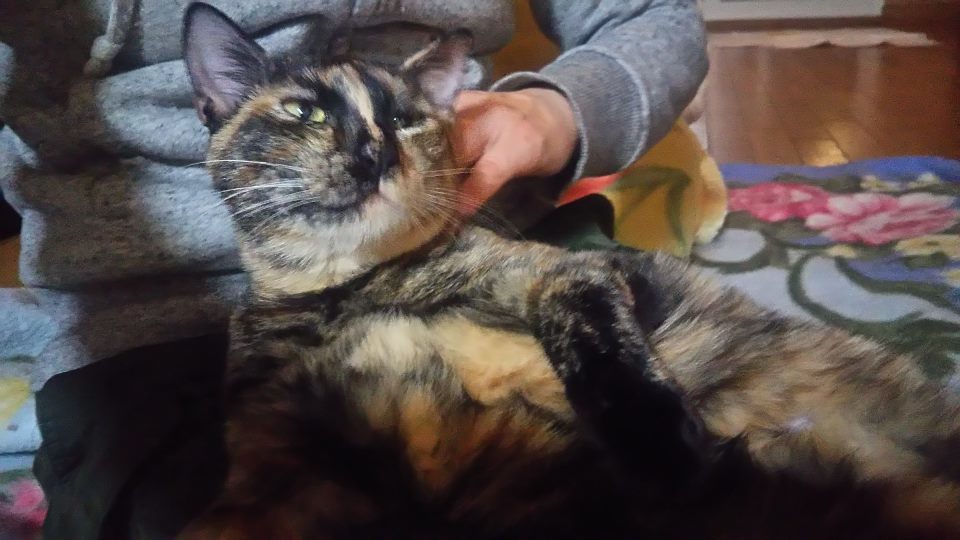 腹天5号 きゃりーちゃん_f0242002_10581127.jpg