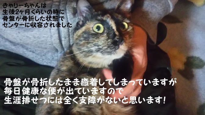 腹天5号 きゃりーちゃん_f0242002_10582684.jpg