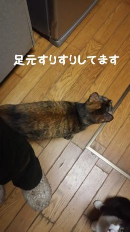 腹天5号 きゃりーちゃん_f0242002_10590201.jpg