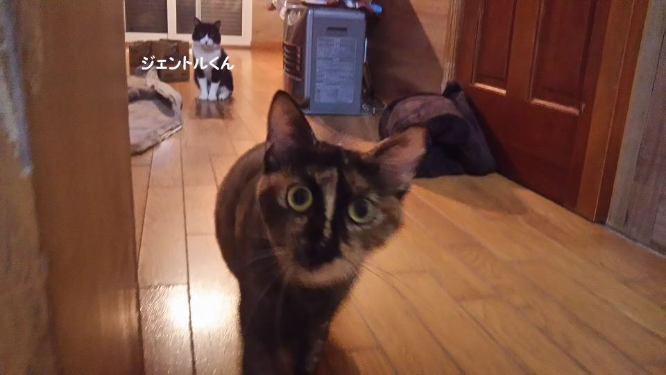 腹天5号 きゃりーちゃん_f0242002_10591186.jpg