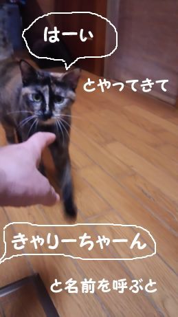 腹天5号 きゃりーちゃん_f0242002_10592069.jpg