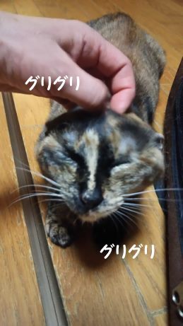 腹天5号 きゃりーちゃん_f0242002_10592863.jpg