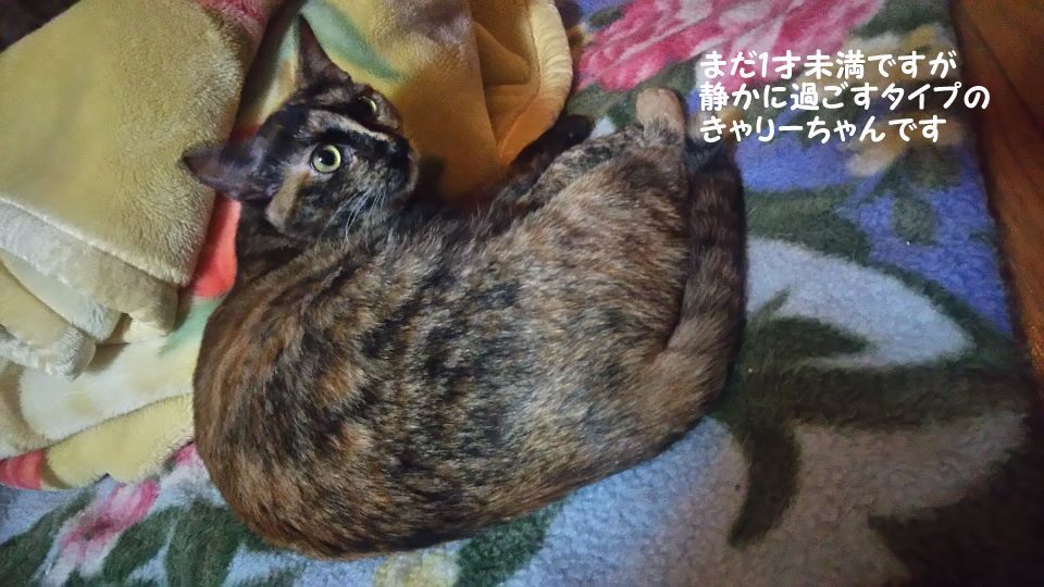 腹天5号 きゃりーちゃん_f0242002_10594872.jpg