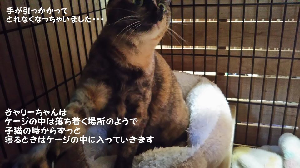腹天5号 きゃりーちゃん_f0242002_10595304.jpg