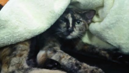 腹天5号 きゃりーちゃん_f0242002_11000615.jpg