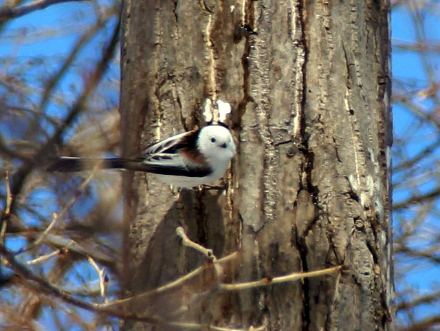 2017年3月18日（土）　春を探して（三角山）_a0345007_1736267.jpg