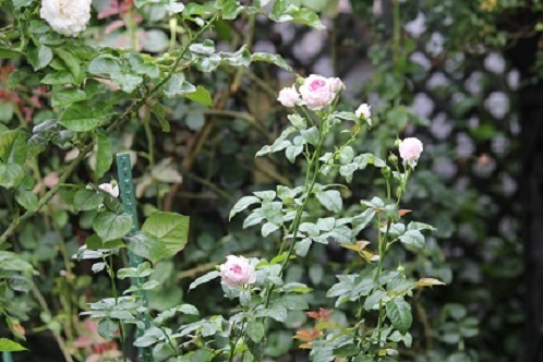 f0325309_08403457.jpg