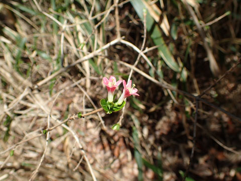 e0293913_0351775.jpg