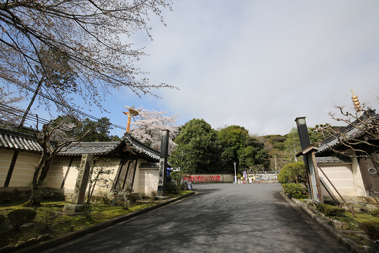 大津の桜 －圓満院門跡－_b0169330_17253965.jpg