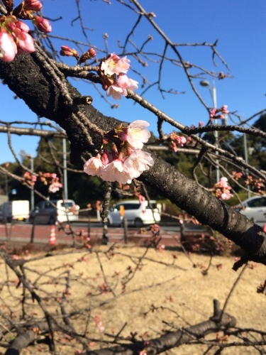 大寒桜 開花♪_e0081632_08110963.jpg