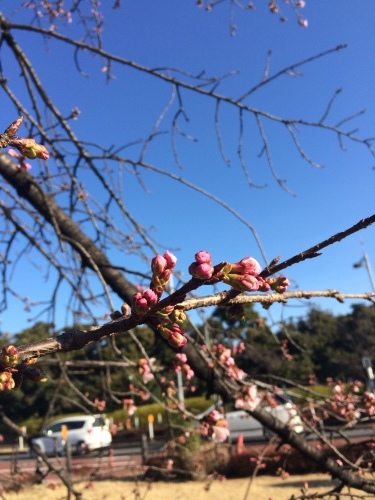 大寒桜 開花♪_e0081632_08133038.jpg