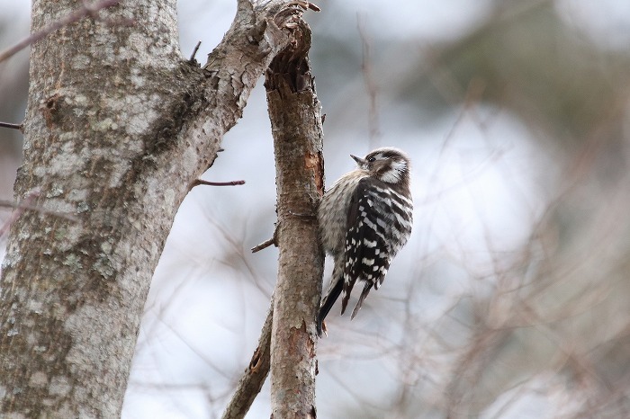 湖とその周辺の野鳥_f0327034_17544057.jpg